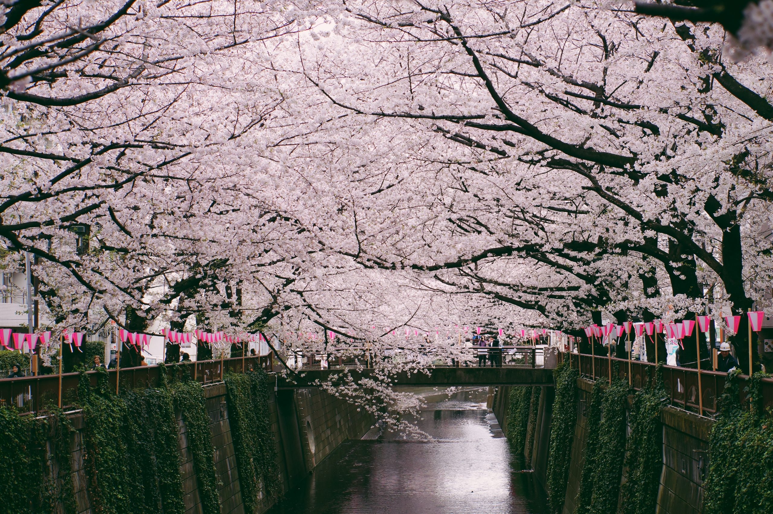kinh nghiệm du lịch nhật bản sakura