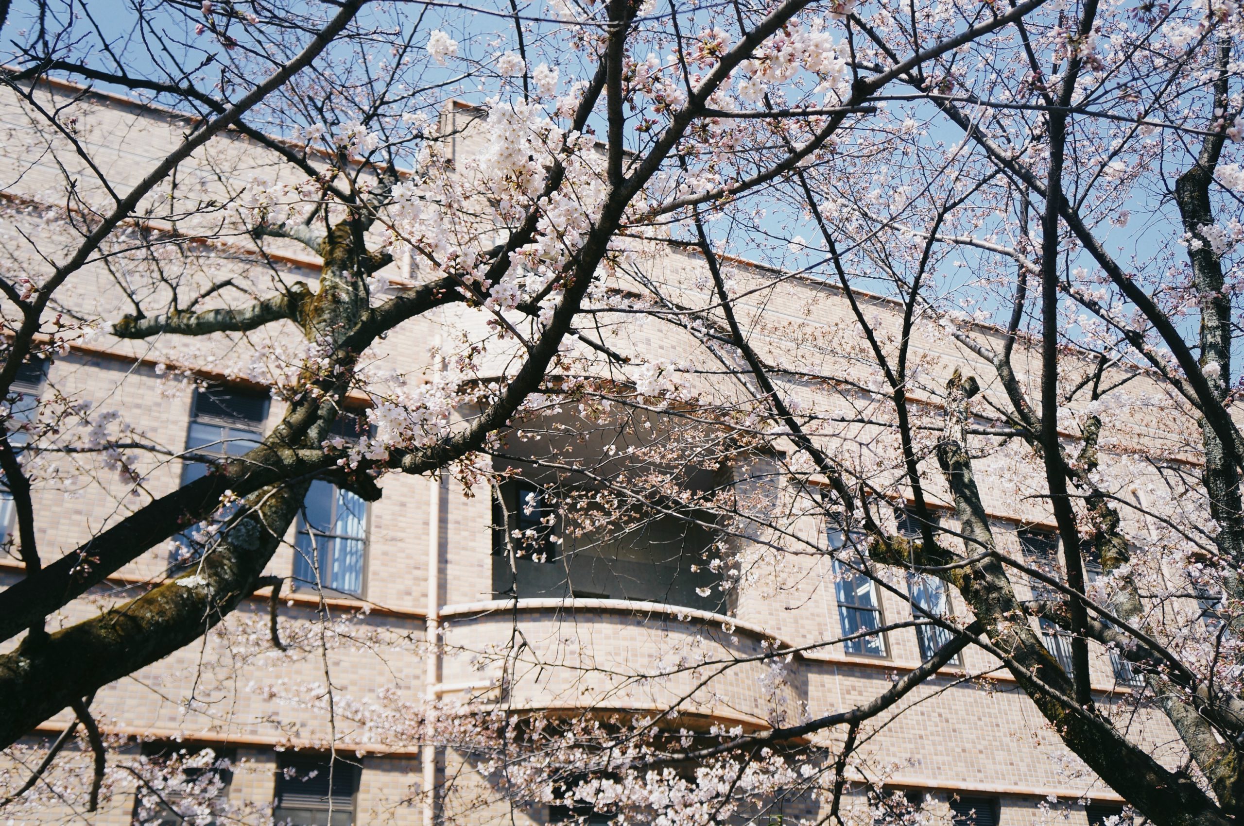 kinh nghiệm du lịch nhật bản sakura