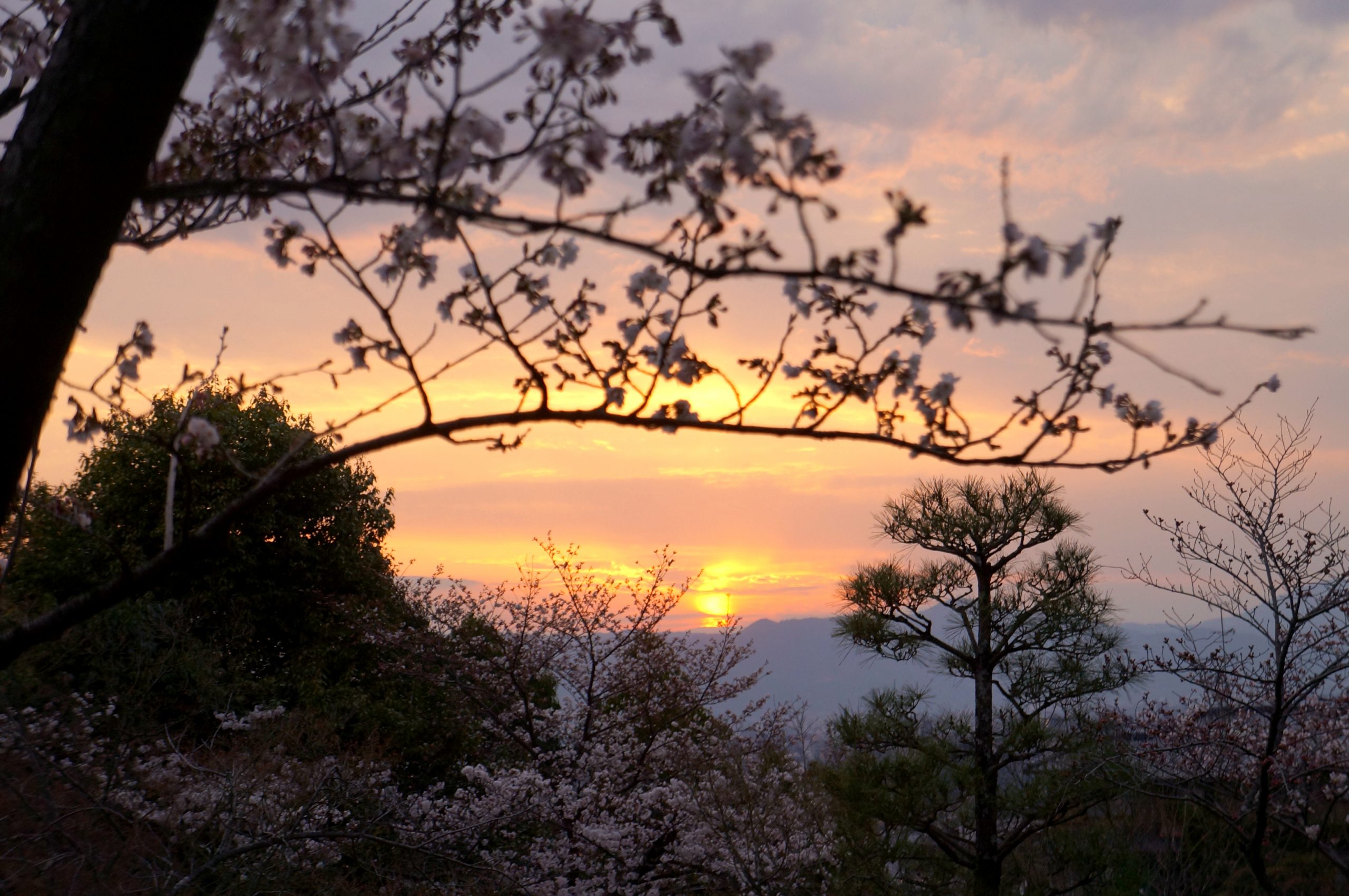 kinh nghiệm du lịch nhật sakura