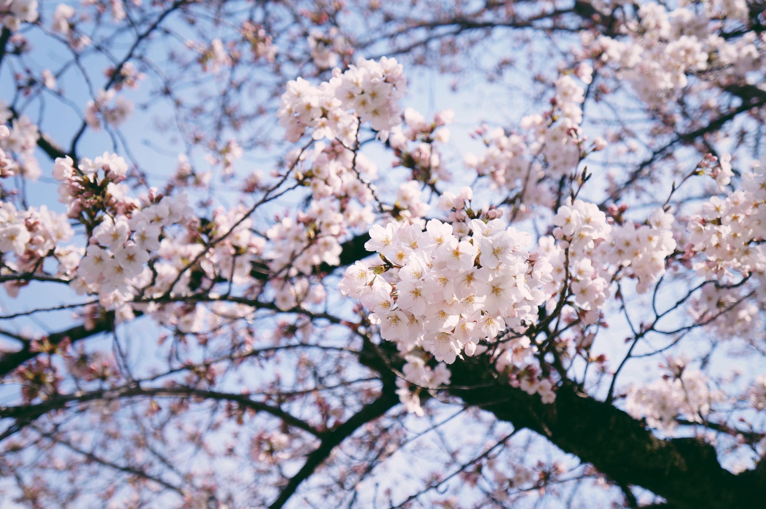 kinh nghiệm du lịch nhật sakura