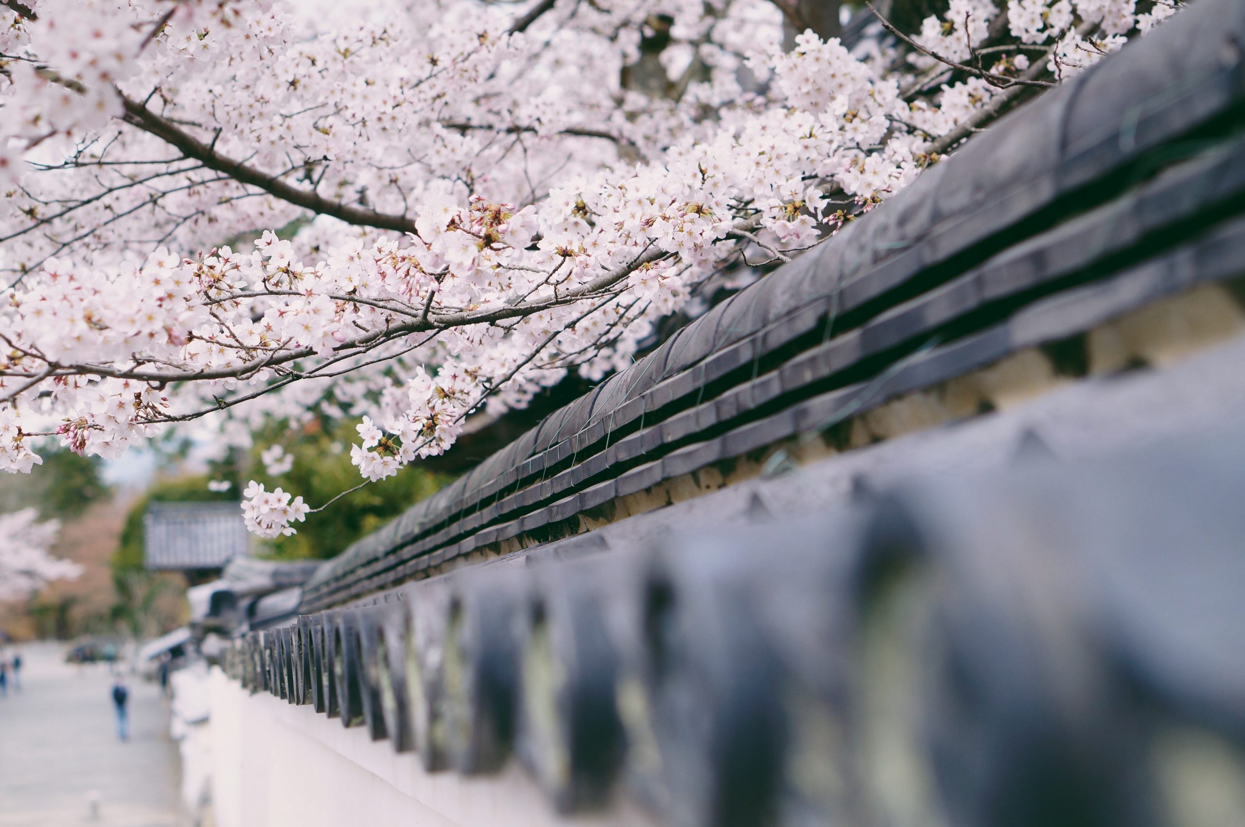 kinh nghiệm du lịch nhật bản sakura